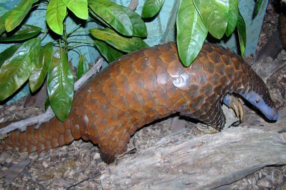 Protecting pangolins from poaching in the Congo | People not poaching